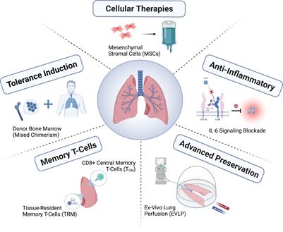 Novel approaches for long-term lung transplant survival